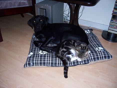 Huskat misser - her sover man  billede 6