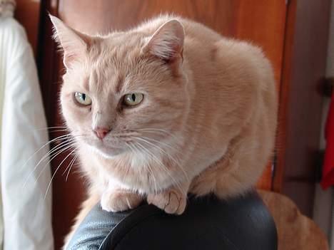 Huskat Chili  30/8 1990-18/9-07 - Så har man overblik billede 1