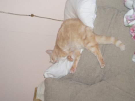 Huskat Chili  30/8 1990-18/9-07 - og så sover man billede 2