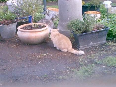 Huskat Chili  30/8 1990-18/9-07 - Nææænej ingen fremmede hankatte her billede 3