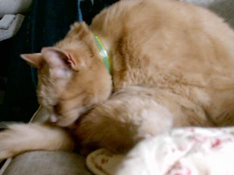 Huskat Chili  30/8 1990-18/9-07 - og lidt rengøring billede 4