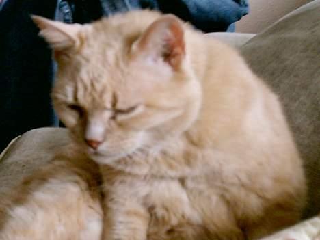 Huskat Chili  30/8 1990-18/9-07 - Gidder du lige???  Jeg skal ha min skønhedssøvn billede 5