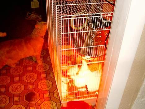 Huskat Chili  30/8 1990-18/9-07 - Du øøø!! de der kyllinger, er det frokost??? billede 6