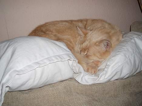 Huskat Chili  30/8 1990-18/9-07 - ooogg så sover vi billede 7