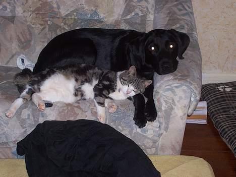 Huskat misser - her hygge sover man på sofan billede 7