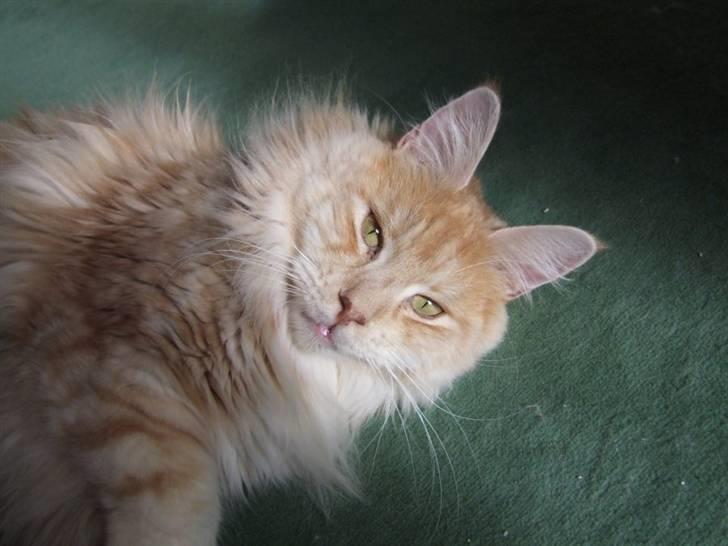 Maine Coon Sean Connery..Samie billede 19