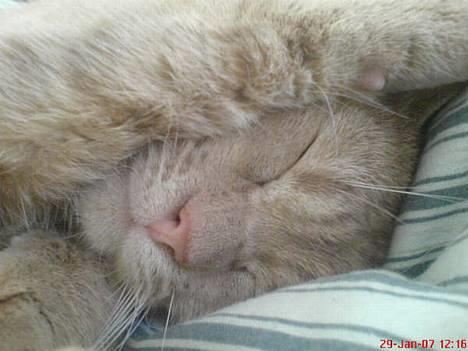 Blanding af racer Nala (Micro) billede 1