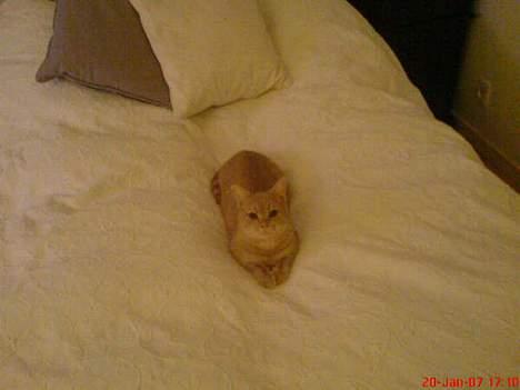 Blanding af racer Nala (Micro) billede 2