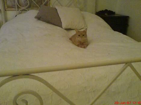 Blanding af racer Nala (Micro) - Bedst når sengen er ny-redt :P billede 3