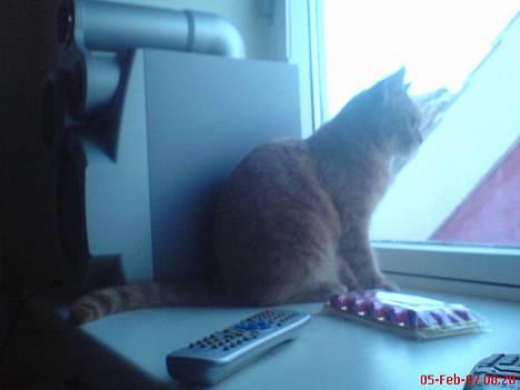 Blanding af racer Nala (Micro) - Uhmm.. en solsort :P billede 4