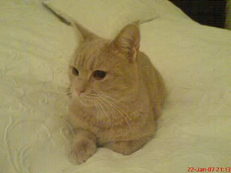 Blanding af racer Nala (Micro) billede 5