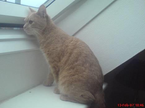 Blanding af racer Nala (Micro) billede 6