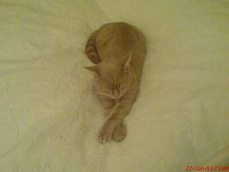 Blanding af racer Nala (Micro) billede 7