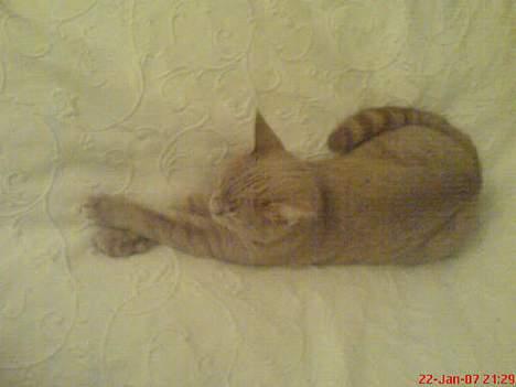 Blanding af racer Nala (Micro) billede 8