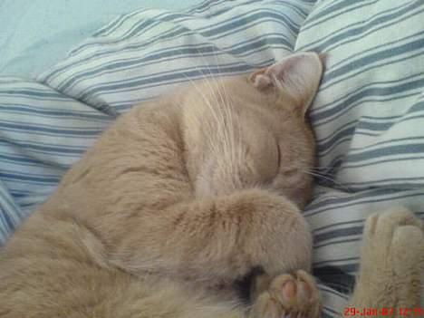 Blanding af racer Nala (Micro) billede 9