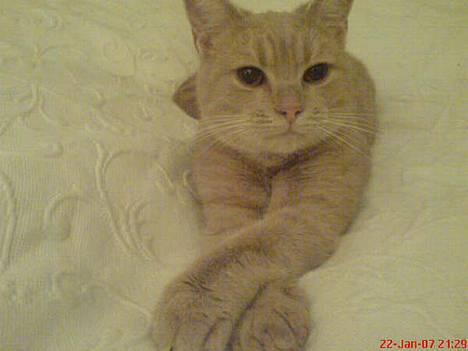 Blanding af racer Nala (Micro) - Uhmm... såå hyggeligt... ZzzZzzz billede 10