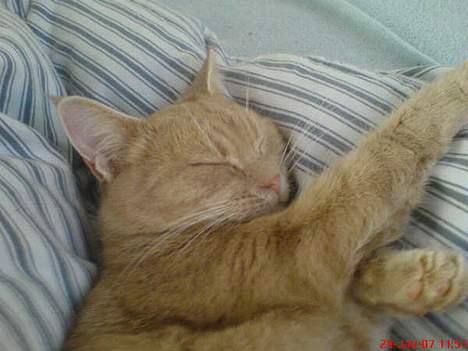 Blanding af racer Nala (Micro) billede 11