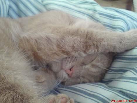 Blanding af racer Nala (Micro) billede 12