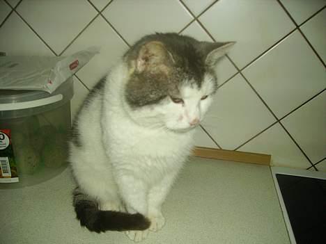 Blanding af racer pjevs billede 1