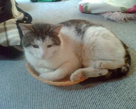 Blanding af racer pjevs - her ligger han i brødkurven :) billede 2