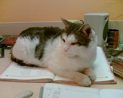 Blanding af racer pjevs - pjev hjælper mig med lektierne :) billede 3