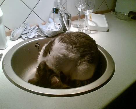 Blanding af racer pjevs - sidder lige og slikker vand op fra vasken :} billede 4