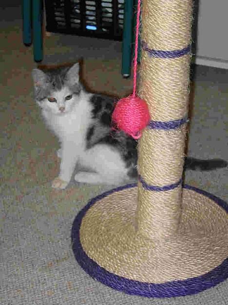 Blanding af racer pjevs - pjevs som killing billede 5