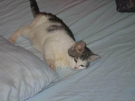 Blanding af racer pjevs - pjevs som killing billede 6