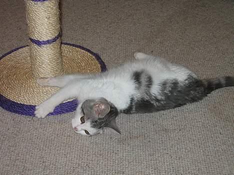 Blanding af racer pjevs billede 7