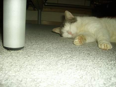 Blanding af racer pjevs - ligger lige under sengen og sover .. billede 8