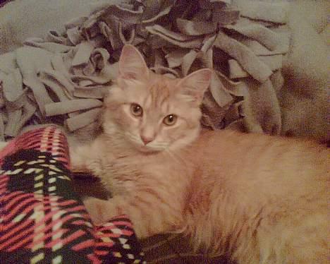 Maine Coon Mixi billede 1