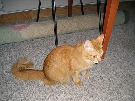 Maine Coon Mixi billede 2