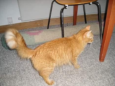 Maine Coon Mixi billede 3