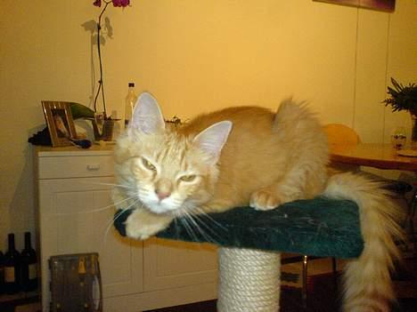 Maine Coon Mixi billede 4