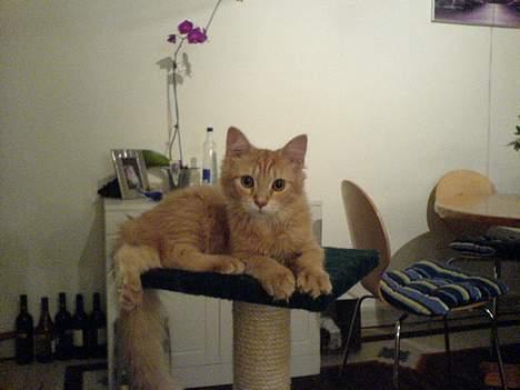 Maine Coon Mixi billede 5