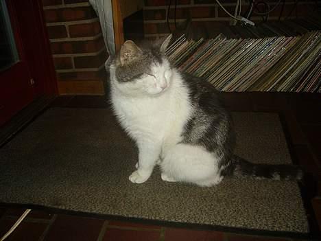 Blanding af racer pjevs billede 9