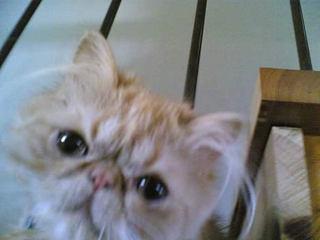 Perser Mandse billede 2