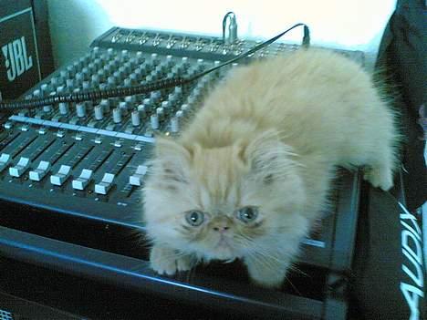 Perser Mandse billede 3