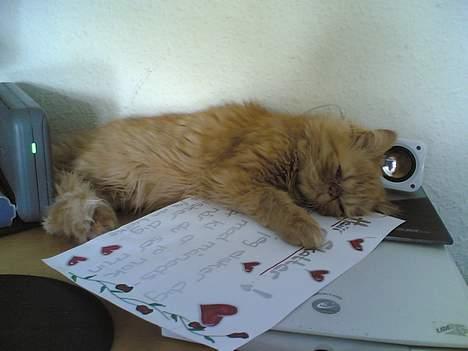 Perser Mandse billede 4