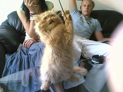 Perser Mandse billede 5