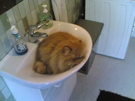 Perser Mandse billede 6