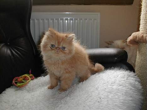 Perser Mandse billede 7