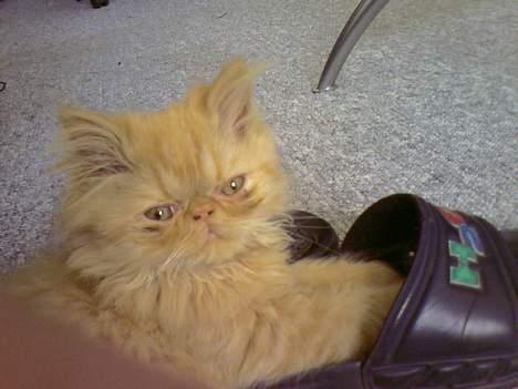 Perser Mandse billede 8