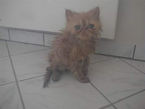 Perser Mandse billede 9