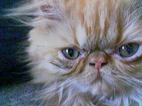 Perser Mandse billede 10