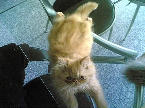 Perser Mandse billede 11