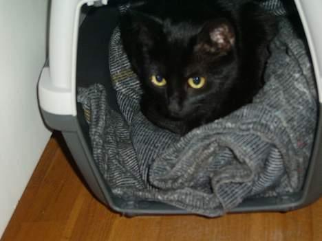 Huskat BeeBee - Her ligger Beebee få dage efter hun har født Solo og beskytter hende i sin dejlig varme kasse - April 2006  billede 1