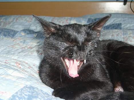 Huskat BeeBee - Hun bliver nemt træt efter en omgang leg med solo - Juli 2006  billede 2