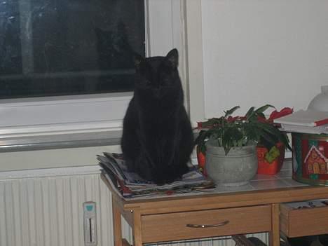 Huskat BeeBee - Skal lige have en morfar her midt i juleræset - 1. december 2006  billede 3