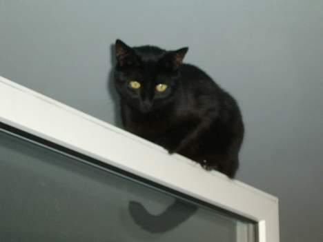 Huskat BeeBee - En mærkelig mani Beebee har når man åbner vinduet helt hehe  billede 4